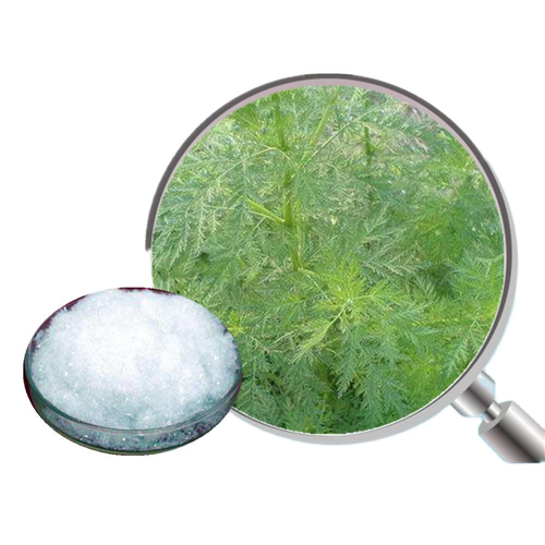 🌿 Wormwood for Malaria, H. pylori & Parasites  Wormwood used for its antiparasitic, antimicrobial, and digestive properties.  The species Artemisia annua, known as Sweet Wormwood, is especially famous for containing Artemisinin, a compound recognized for its potent antimalarial effects.