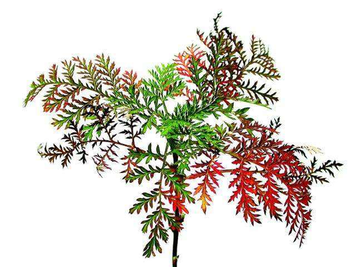 🌿 Wormwood for Malaria, H. pylori & Parasites  Wormwood used for its antiparasitic, antimicrobial, and digestive properties.  The species Artemisia annua, known as Sweet Wormwood, is especially famous for containing Artemisinin, a compound recognized for its potent antimalarial effects.