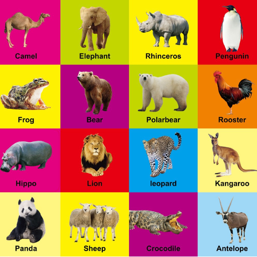 8-Pack Educational Flash Cards with Colorful Illustrations of Animals, Vehicles, Marine animals, digital products, daily necessities Fruits, and Vegetables | Portable Cognitive Development Toy for Toddlers and Preschoolers, Fun Learning Gift with Vibrant Illustrations and Varied Difficulty Levels