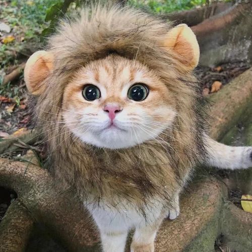 Internet-famous pet cat lion head costume