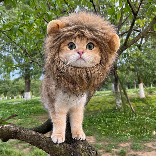 Internet-famous pet cat lion head costume