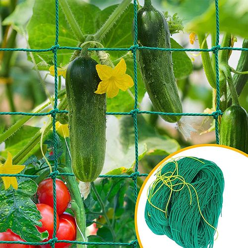 Durable and wear-resisting Plant Climbing Net made of PE material, designed to support plant growth in agriculture and gardening. Customizable colors and hole sizes enhance versatility for vegetable and fruit cultivation. Long-lasting fine toughness ensures reliable performance.Dimensions: 1.8m x 1.8m