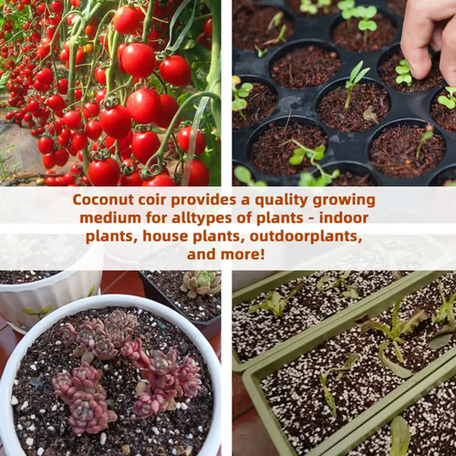 🌱Premium Organic Coconut Coir Bricks for Plants (Collected from Pacific island countries)