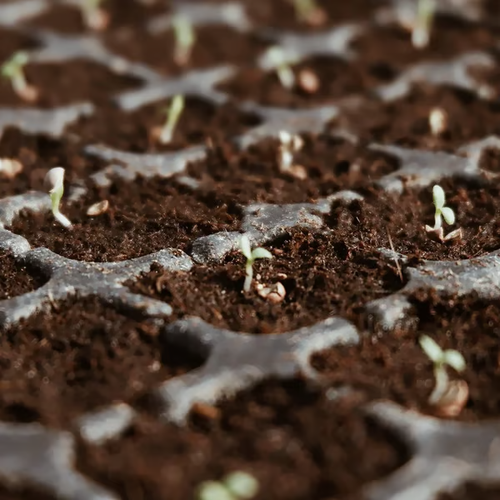 🌱Premium Organic Coconut Coir Bricks for Plants (Collected from Pacific island countries)