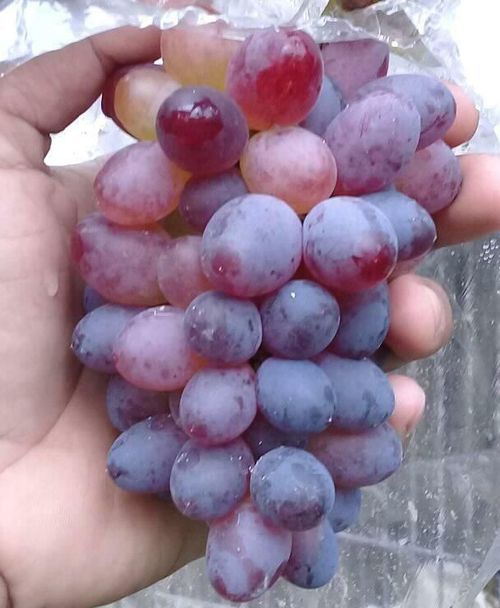 Grape seeds and seedlings including Summer Black, Red Grapes, Beauty Finger and Kyoho varieties, high-quality fruit tree seeds, ideal for garden and orchard planting, free shipping and cash on delivery