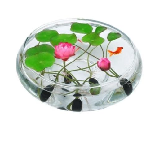 🔥HOT SALE🔥 COD！Easy Grow Water Lily Flower Seeds For Home Pond