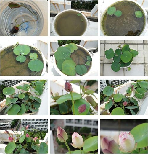 🔥HOT SALE🔥 COD！Easy Grow Water Lily Flower Seeds For Home Pond
