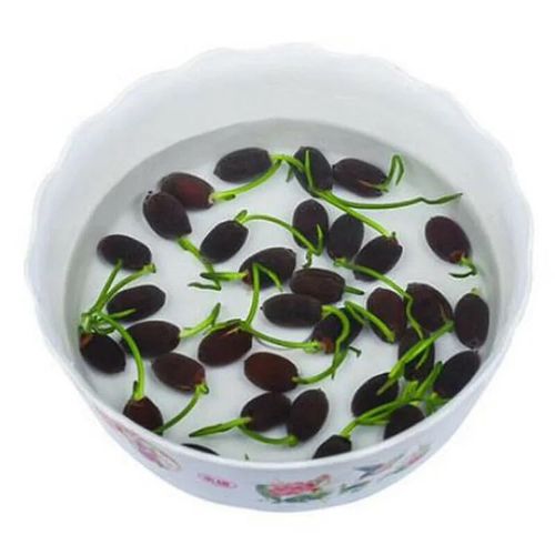 🔥HOT SALE🔥 COD！Easy Grow Water Lily Flower Seeds For Home Pond