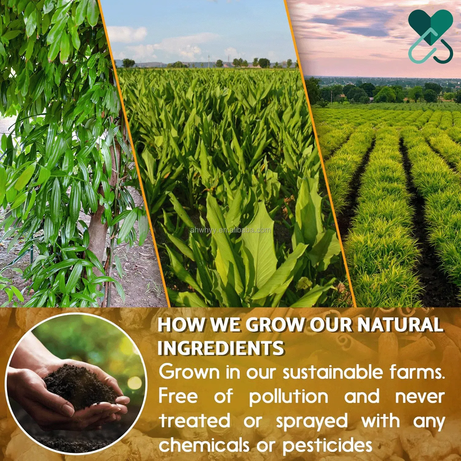 High Quality Ingredients Natural Organic Ginger Tea Premium Natural Turmeric Ginger Cinnamon Tea Bag