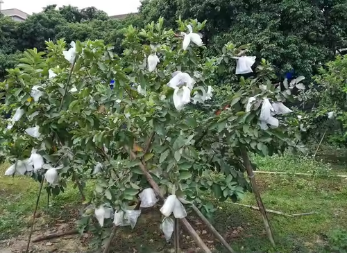 Degradable non-woven bags, pp non-woven fruit and vegetable bags