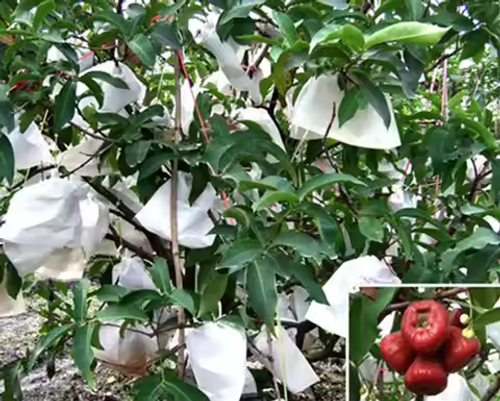 Degradable non-woven bags, pp non-woven fruit and vegetable bags