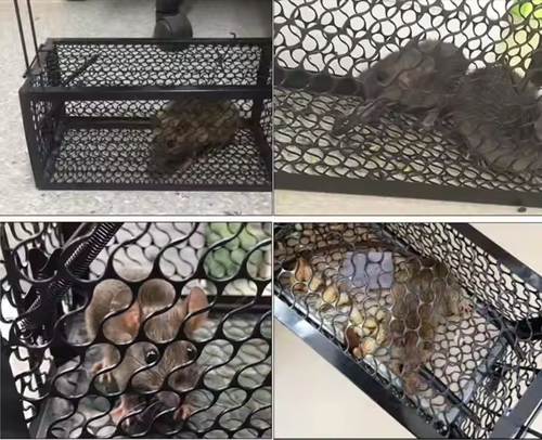 Solid Performance Humane Mouse Trap Cage High Cost-Effective Indoor Outdoor Use Reusable Rodent Control Solution Pest Capture