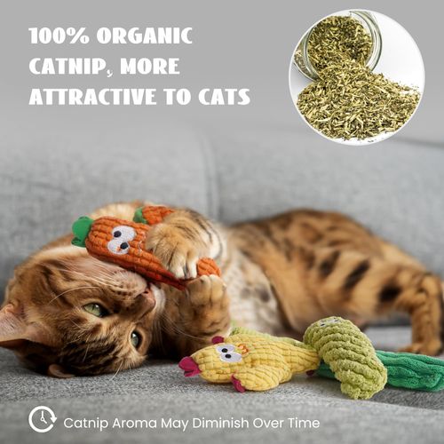 Lot 5 jouets à mâcher cactus herbe à chat bio pour chatons COD