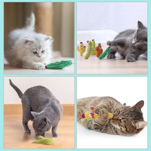 Lot 5 jouets à mâcher cactus herbe à chat bio pour chatons COD