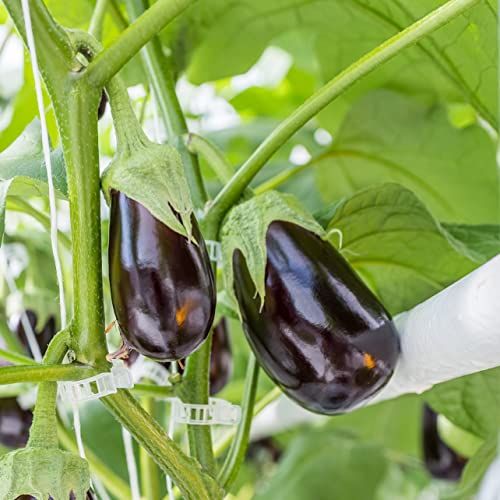 🔥HOT SALE🔥 COD！Send 5 items！500 White Plastic Plant Clips — Strong and Durable Trellis Supports for Tomato, Grape, and Other Vegetable Vines.Nairobi stock ships within 48H, delivered within 3days