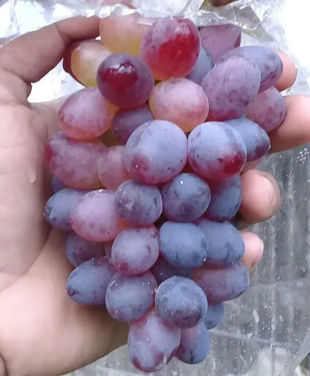 Grape seeds and seedlings including Summer Black, Red Grapes, Beauty Finger and Kyoho varieties, high-quality fruit tree seeds, ideal for garden and orchard planting, free shipping and cash on delivery
