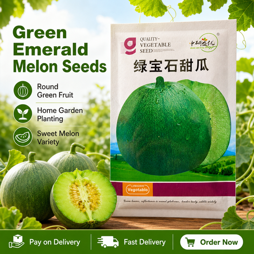 Buy 1 Get 10 Green Gem Sweet Melon Seeds, 50 Seeds per Pack, Japanese Green Melon Seeds for Home Garden, Vegetable Farm and Outdoor Planting, COD Free Shipping and Pay on Delivery