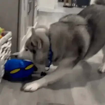 🐾Pet Toy Flying Saucer Ball🔥