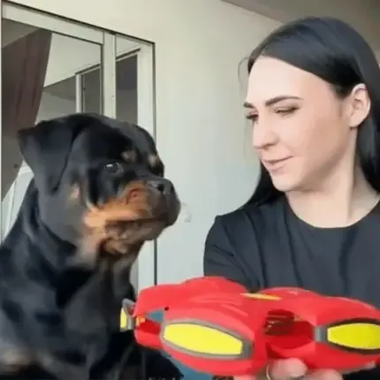 🐾Pet Toy Flying Saucer Ball🔥