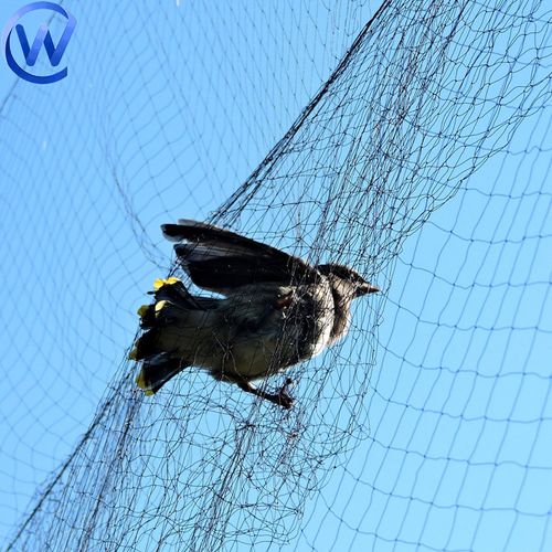 Anti-bird netting（41 meters*5.6 meters）