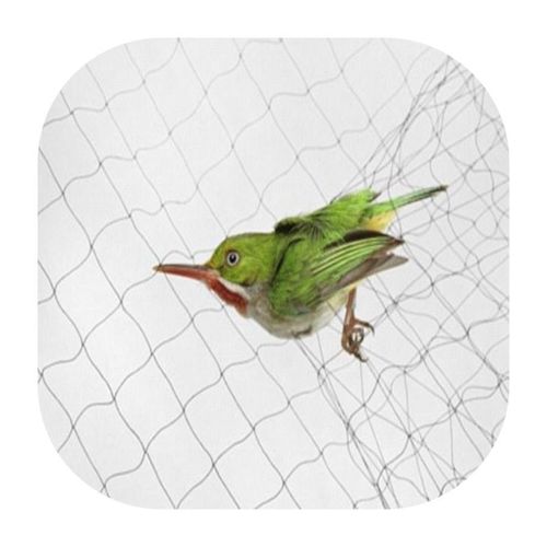 Anti-bird netting（41 meters*5.6 meters）