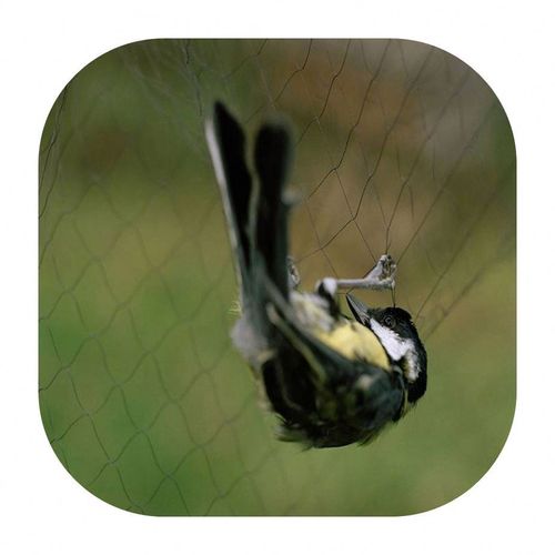 Anti-bird netting（41 meters*5.6 meters）