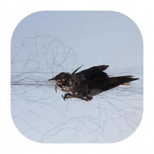 Anti-bird netting（41 meters*5.6 meters）