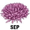 Aster